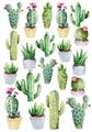 SWEET WOOD CACTUS A5
