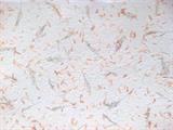 CARTA INSERTI FLOREALI  SG14 tamarindo arancione 55x80